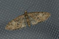 Eupithecia abbreviata