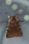 Cerastis rubricosa