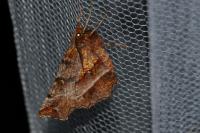 Selenia dentaria