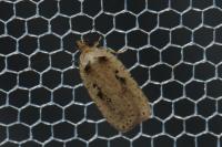 Agonopterix yeatiana