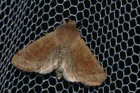 Orthosia cruda