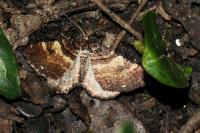 Earophila badiata