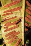Psychoides verhuella
