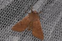 Orthosia cerasi