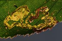 Stigmella aurella