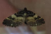 Earophila badiata