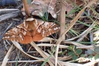 Endromis versicolora
