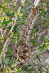 Lasiocampa quercus