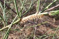 Lasiocampa quercus