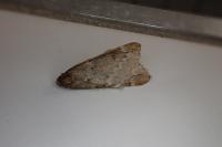 Alsophila aescularia