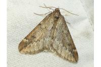 Alsophila aescularia