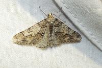 Agriopis leucophaearia