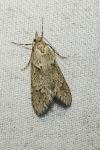 Diurnea fagella