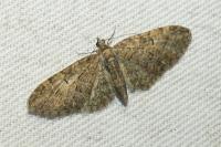 Eupithecia abbreviata