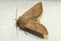 Orthosia cerasi