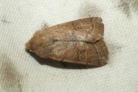 Orthosia cerasi