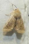 Orthosia cruda
