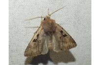 Orthosia gothica
