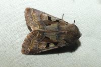 Orthosia gothica