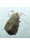 Orthosia incerta