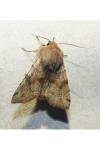 Orthosia incerta