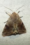 Orthosia incerta