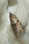 Tortricodes alternella