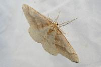 Phigaliohybernia marginaria