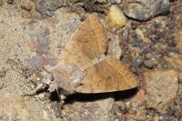 Orthosia cerasi