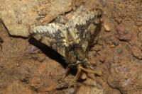 Apocheima hispidaria