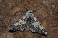 Biston strataria