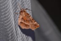 Selenia dentaria