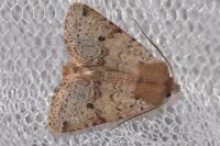 Spudaea ruticilla