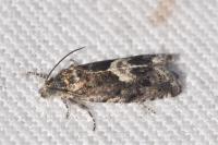 Pammene giganteana