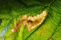Coptotriche marginea