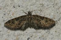 Eupithecia abbreviata