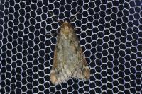 Alsophila aescularia