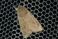 Orthosia cruda