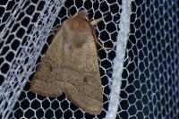 Orthosia cerasi