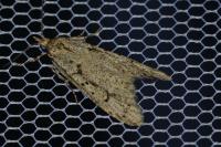 Diurnea fagella