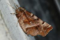 Selenia dentaria