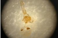 Eucosma hohenwartiana