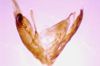 Emmelina monodactyla
