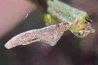 Coleophora calycotomella