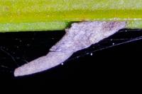 Coleophora calycotomella