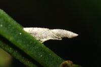 Coleophora calycotomella