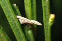 Coleophora calycotomella