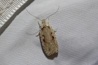 Agonopterix ocellana