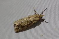 Diurnea fagella