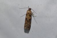 Tortricodes alternella